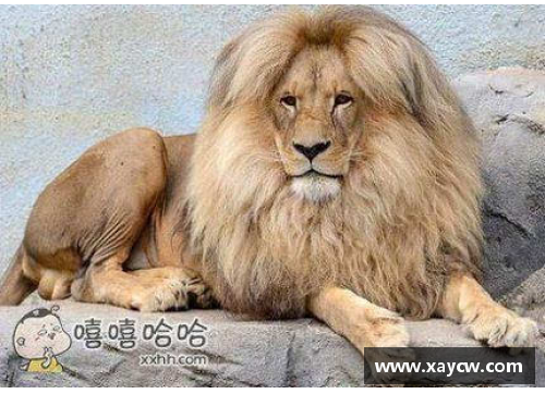 最像动物的体育明星盘点：从猛兽到飞禽的运动奇才